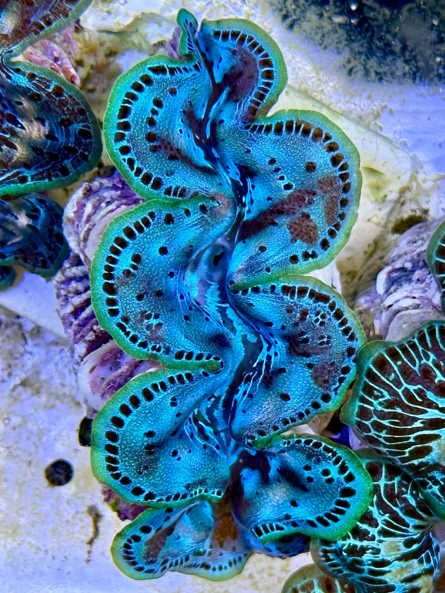 Cultured Maxima Clam 2.5” to 3.5” give it to me clam