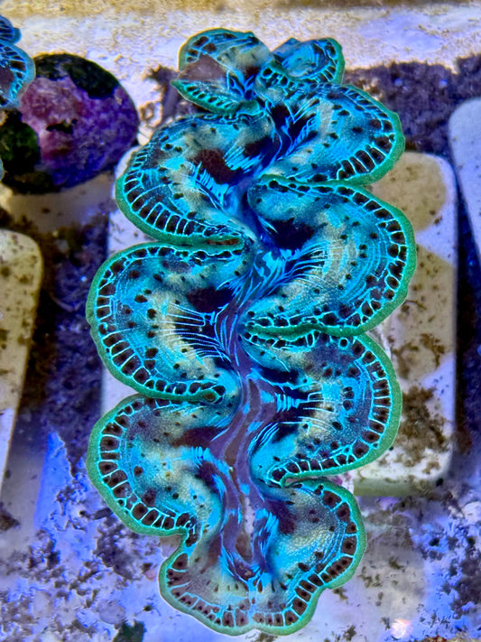 Cultured Maxima Clam 2.5” to 3.5” he's mine, Clam