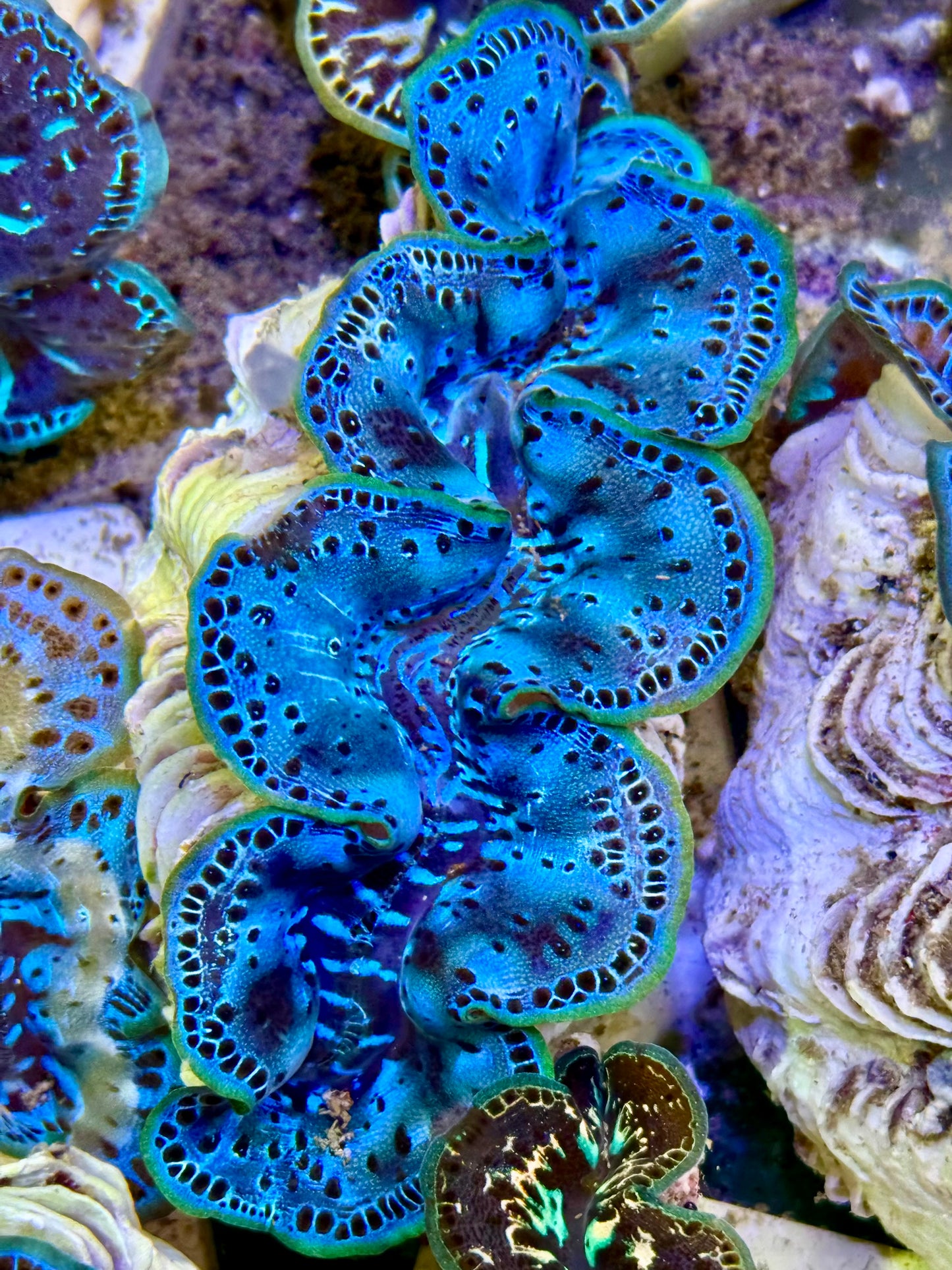 Cultured Maxima Clam 2.5” to 3.5” I'm not sharing Clam