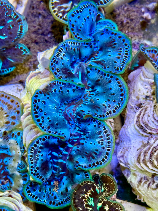 Cultured Maxima Clam 2.5” to 3.5” I'm not sharing Clam