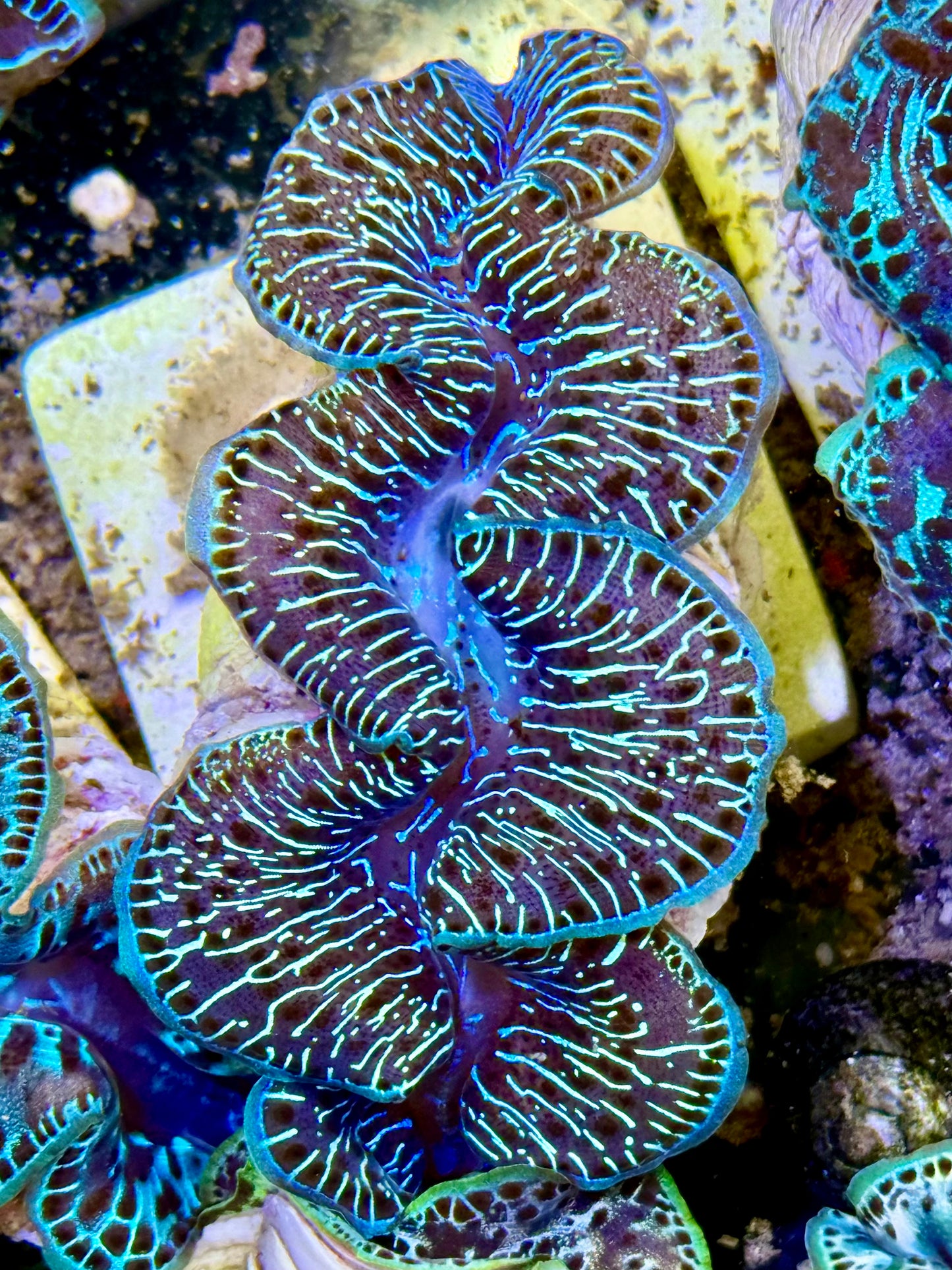 Cultured Maxima Clam 2.5” to 3.5” can we be friends? CLAM