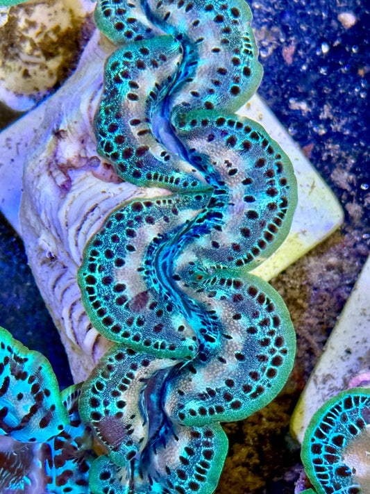Cultured Maxima Clam 2.5” to 3.5” almost the super stunner clam