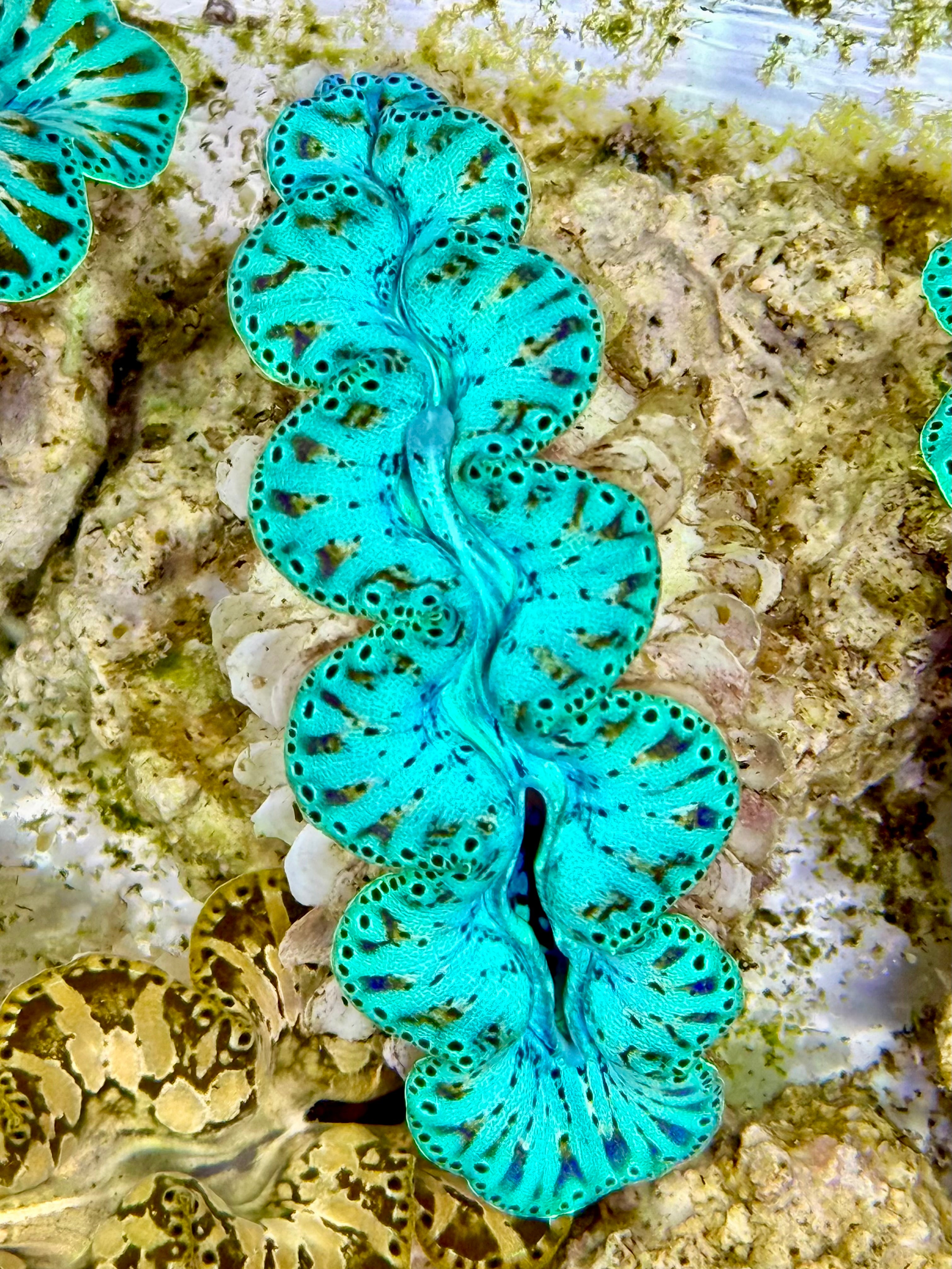 Ultra Captive Neon turquoise Bred Noae Clam 2” to 2.5