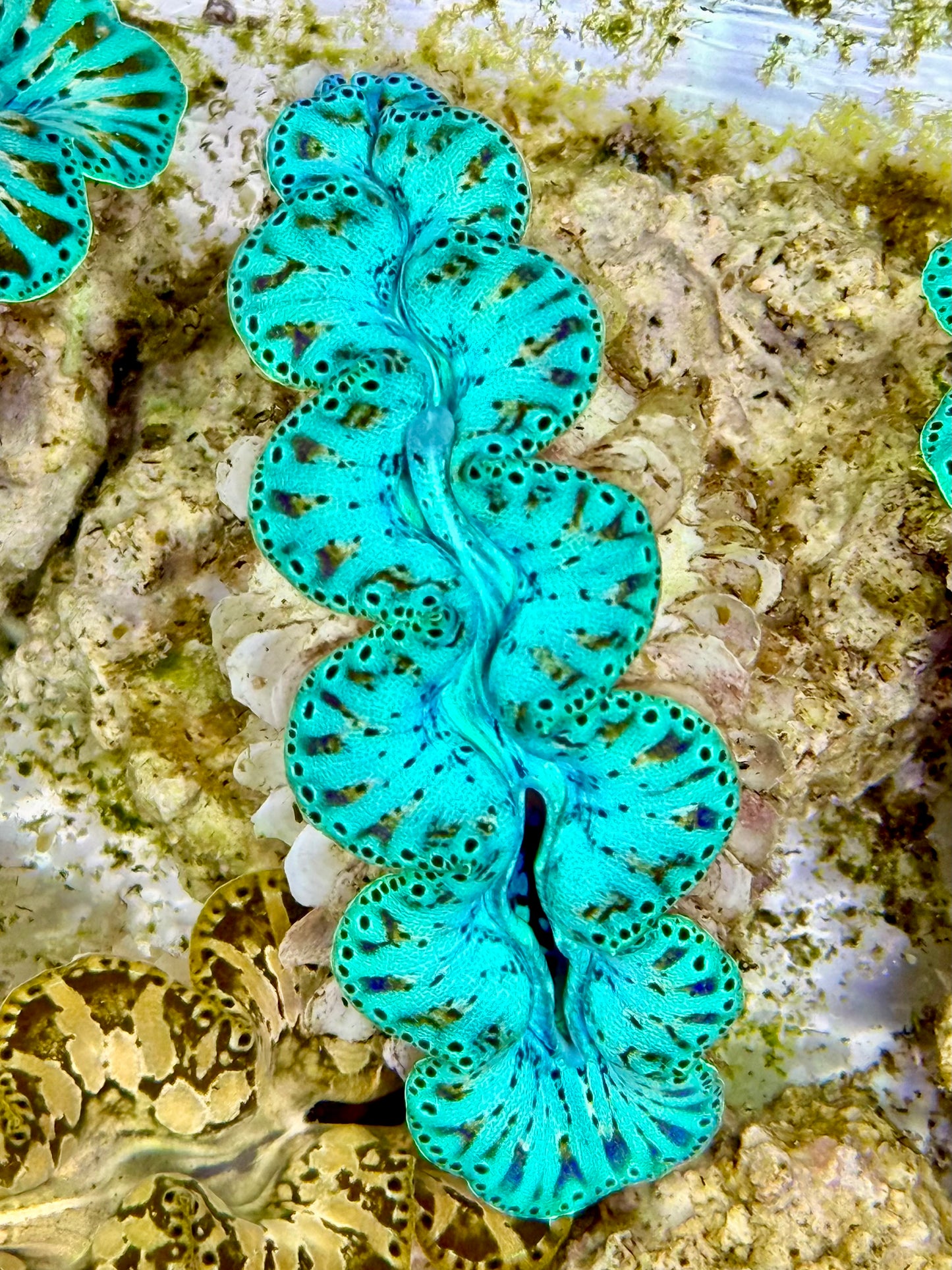 Ultra Captive Neon turquoise Bred Noae Clam 2” to 2.5" inches (formally known as maxima clam)