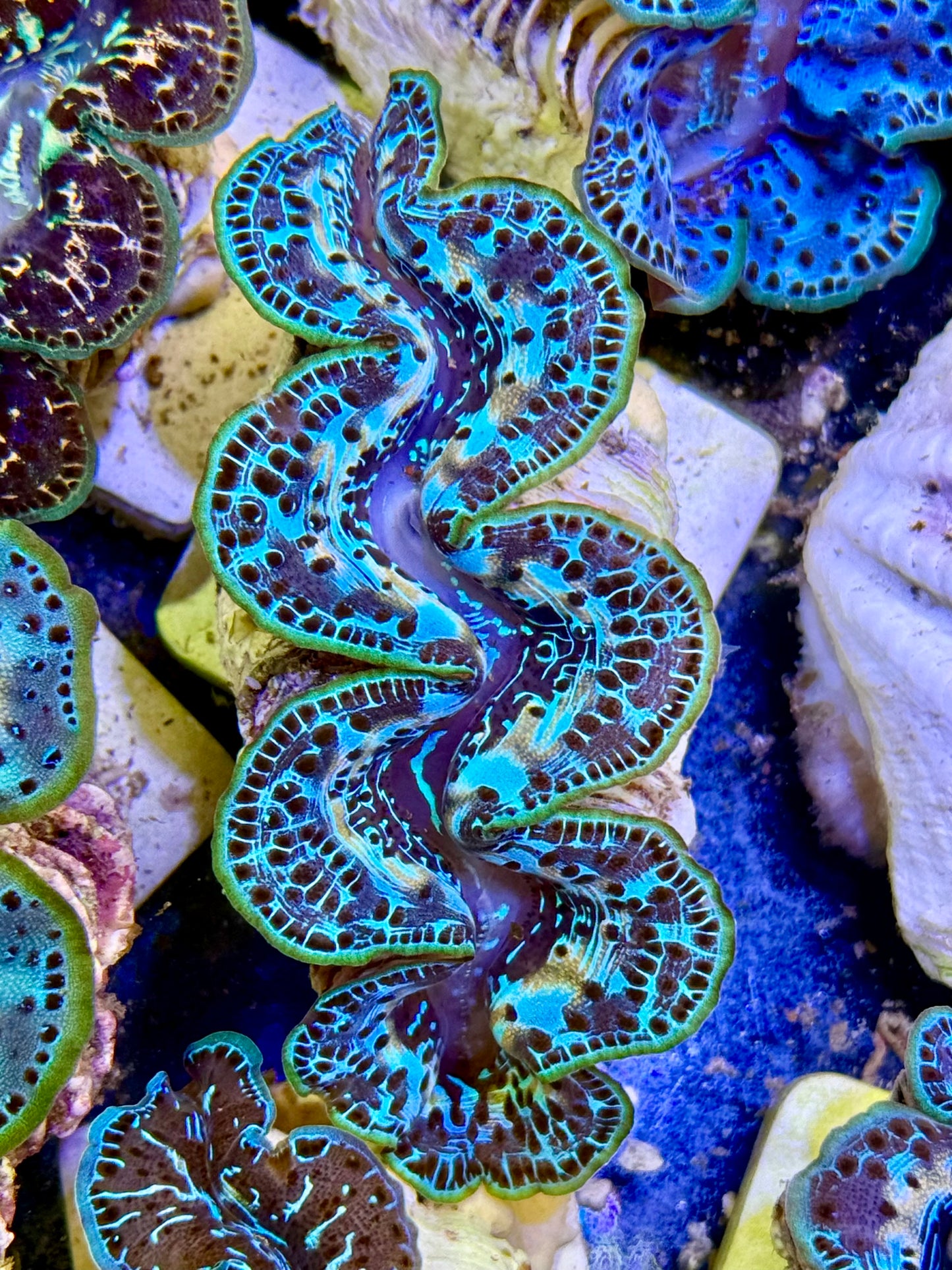 Cultured Maxima Clam 2.5” to 3.5” roses is red violet is blue. I want you, CLAM.