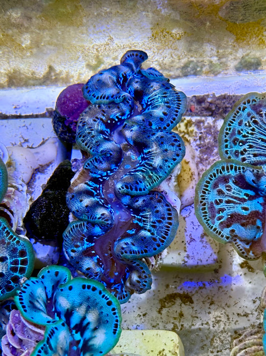 Cultured Maxima Clam 2.5” to 3.5” you almost look like a blue lagoon clam