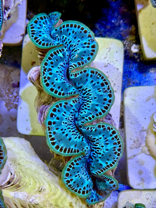 Cultured Maxima Clam 2.5” to 3.5” Kristina says this is the clam clam