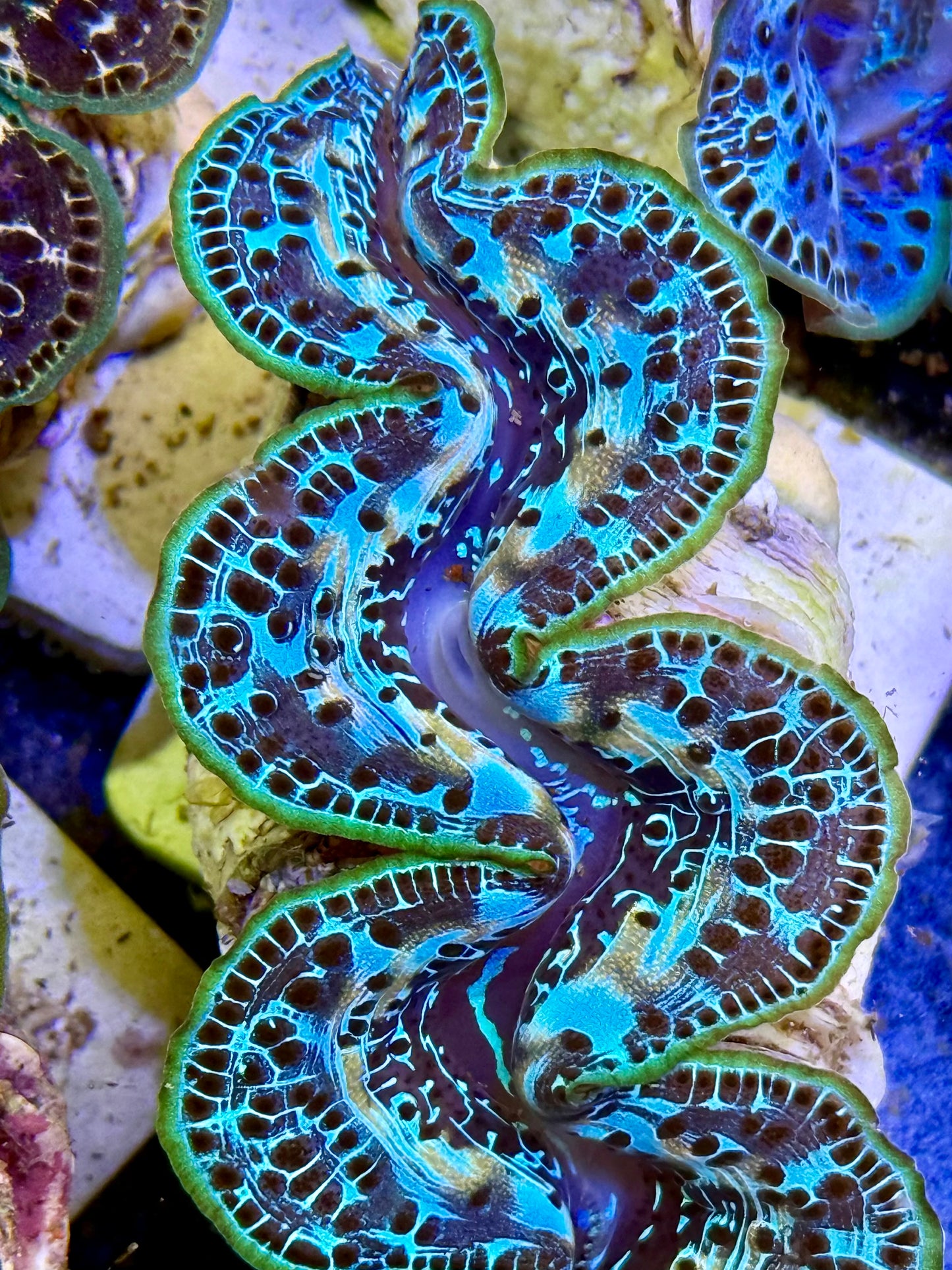 Cultured Maxima Clam 2.5” to 3.5” roses is red violet is blue. I want you, CLAM.