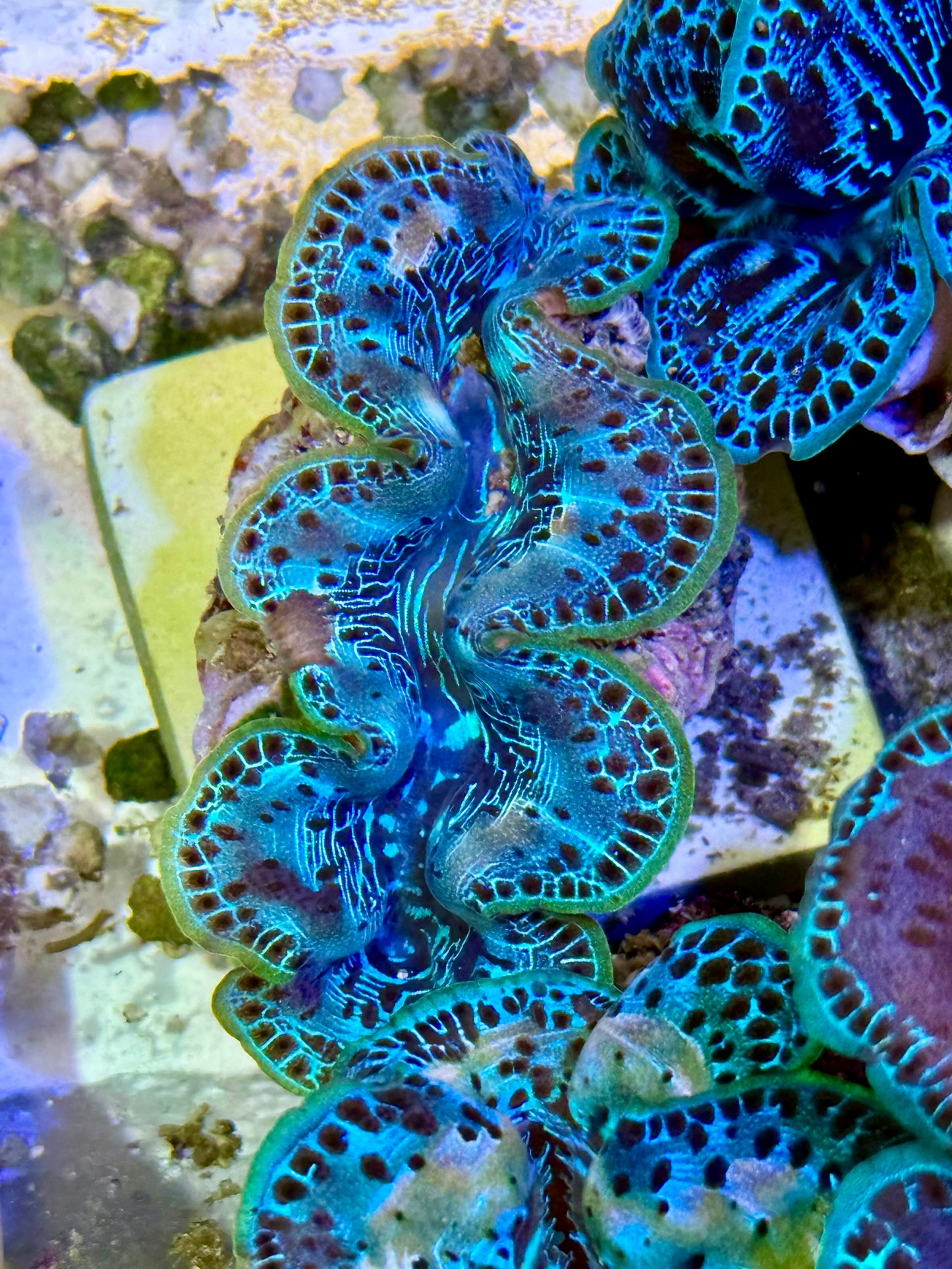 Cultured Maxima Clam 2.5” to 3.5”