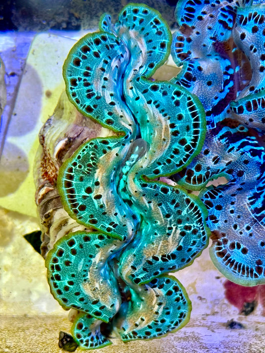 Cultured Maxima Clam 2.5” to 3.5” Cristina says this is the very amazing Clam!
