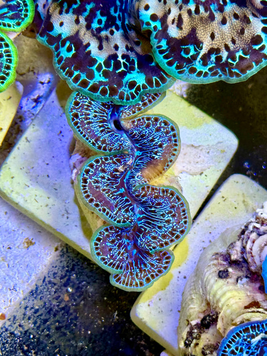 Cultured Maxima Clam 2.5” to 3.5” peekaboo Clam