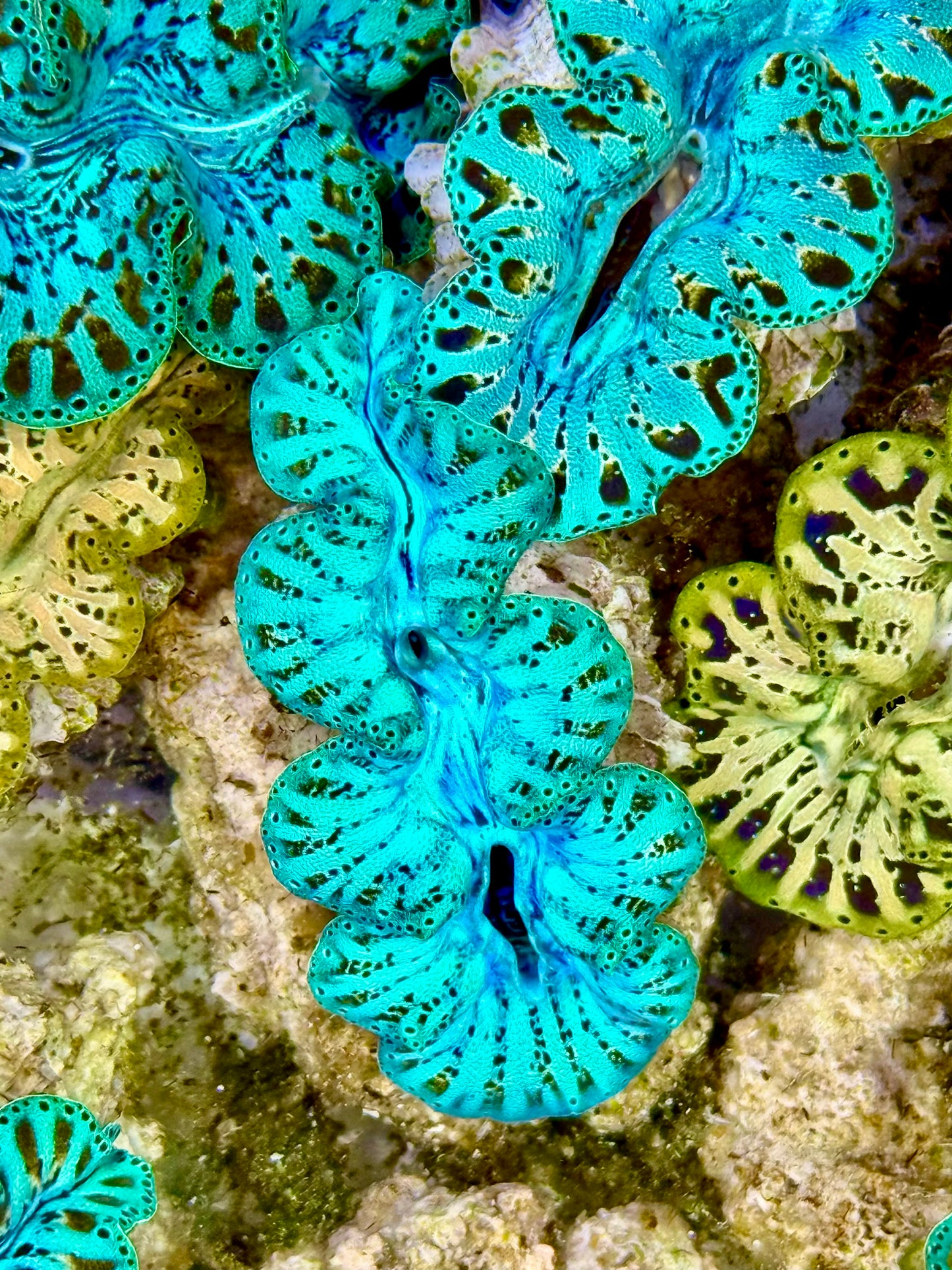 Ultra Captive Neon turquoise Bred Noae Clam 2” to 2.5" inches (formally known as maxima clam)