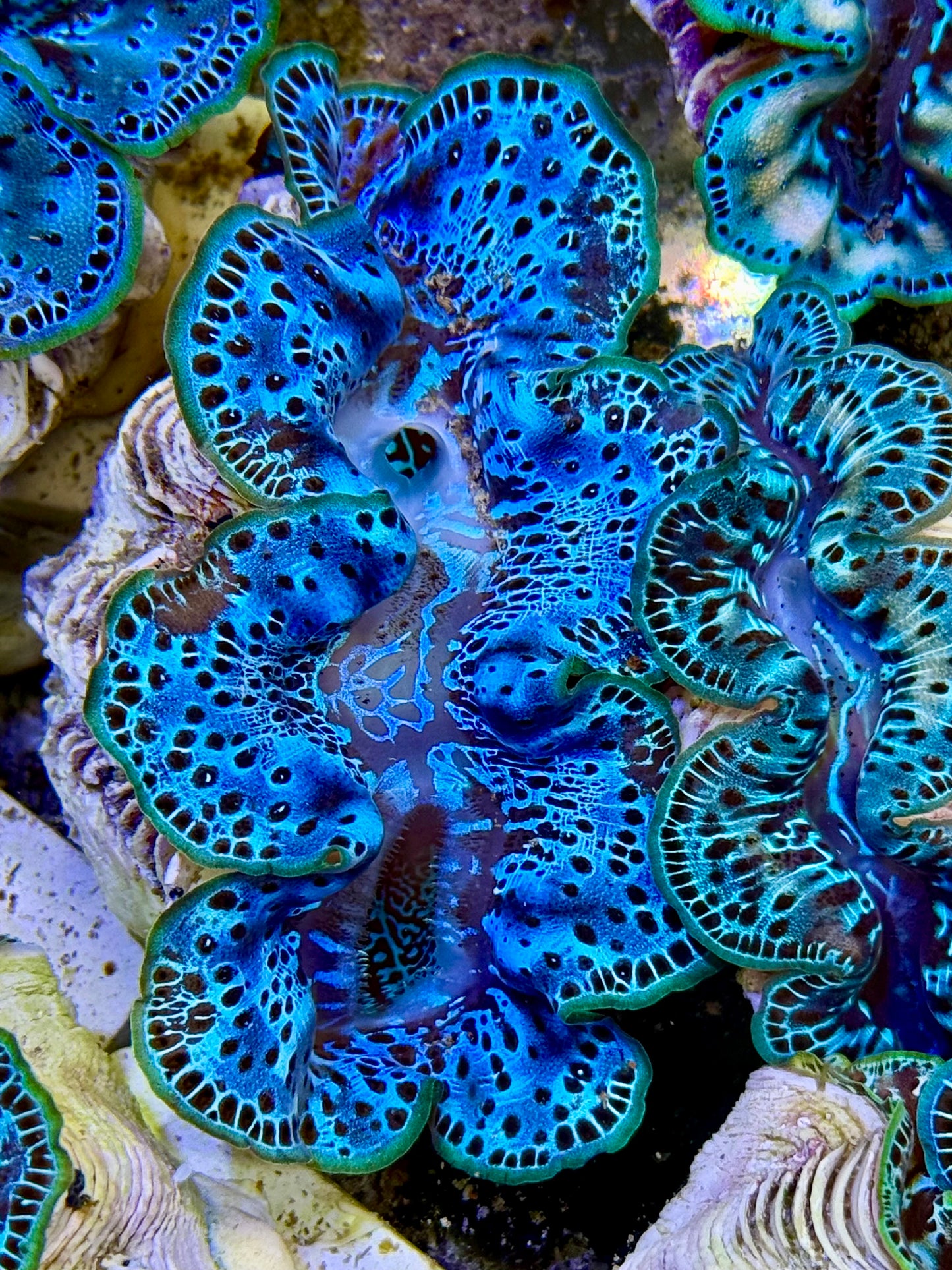 Cultured Maxima Clam 2.5” to 3.5” the Pacific Ocean clam
