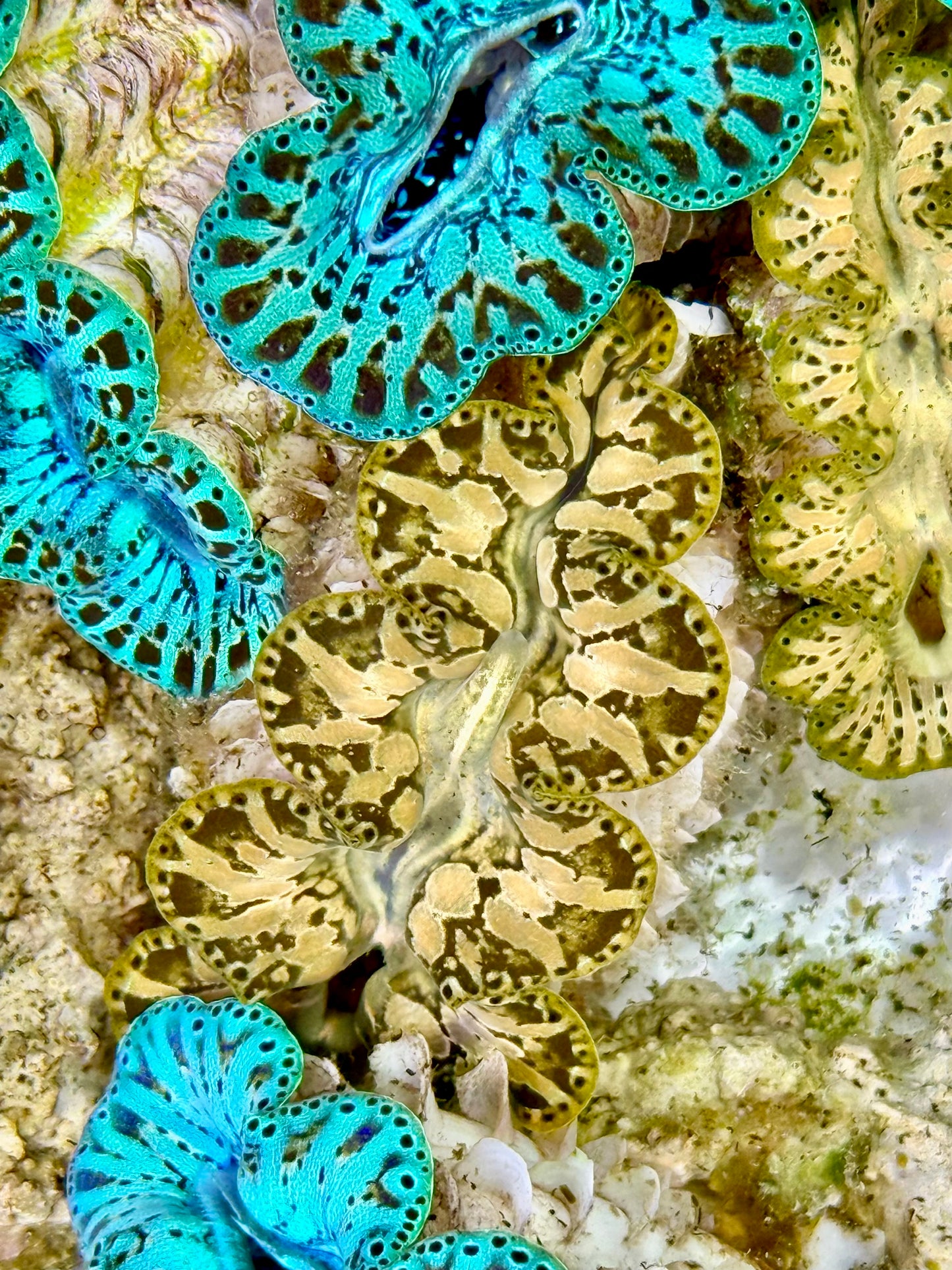 Ultra Captive  Bred Noae Clam 2” to 2.5" inches (formally known as maxima clam)