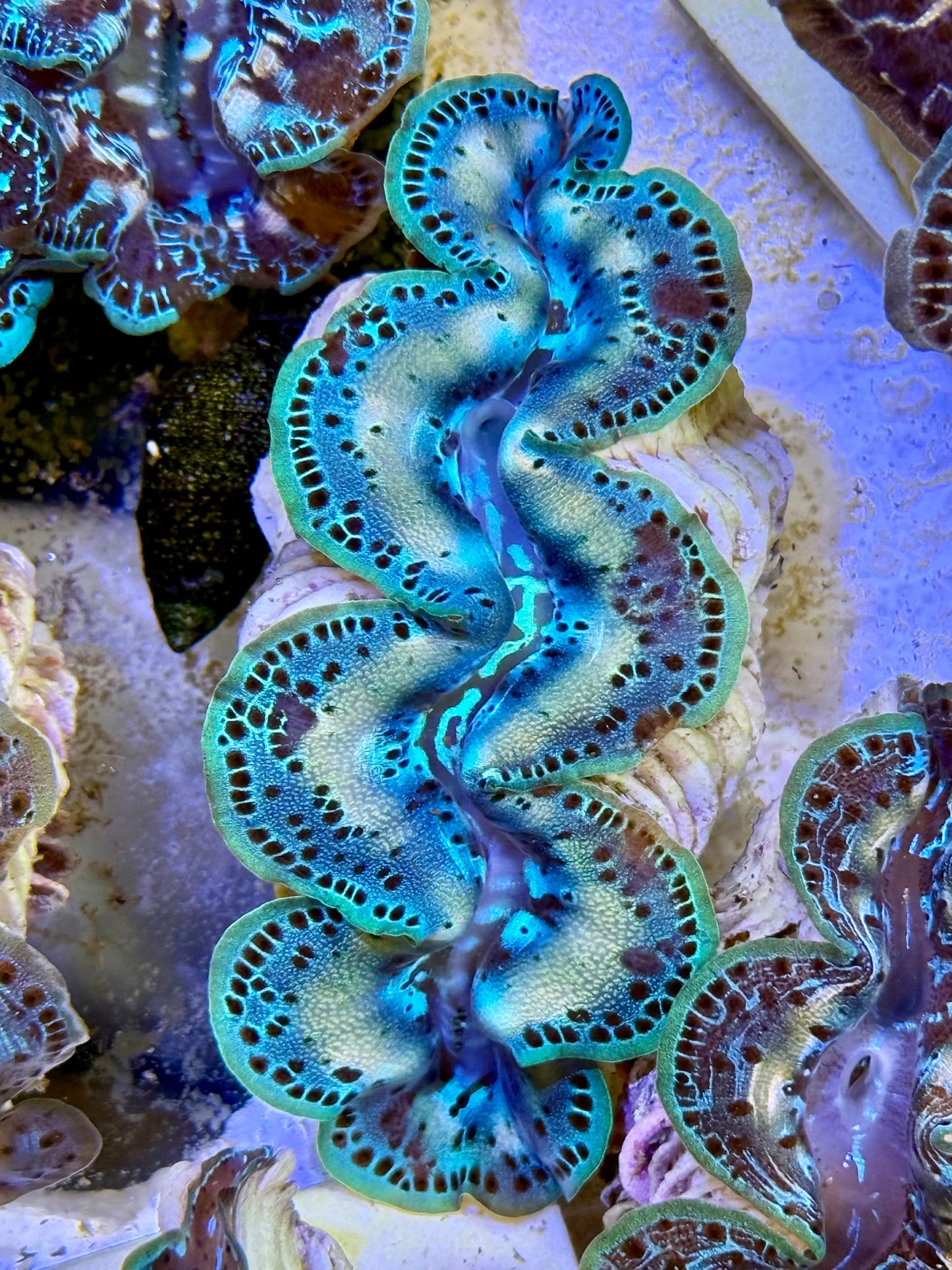 Cultured Maxima Clam 2.5” to 3.5” happy Sunday on the ocean Clam