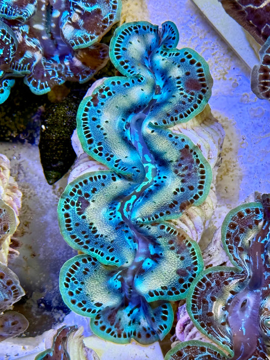 Cultured Maxima Clam 2.5” to 3.5” happy Sunday on the ocean Clam