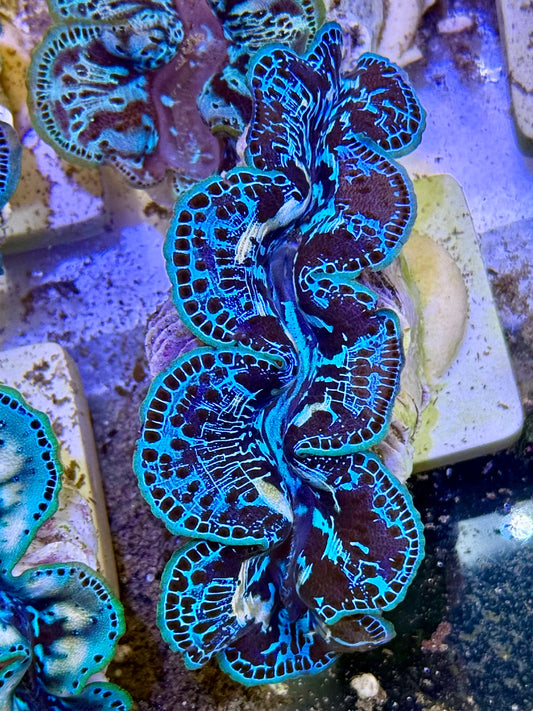 Cultured Maxima Clam 2.5” to 3.5” I think I know you, CLAM