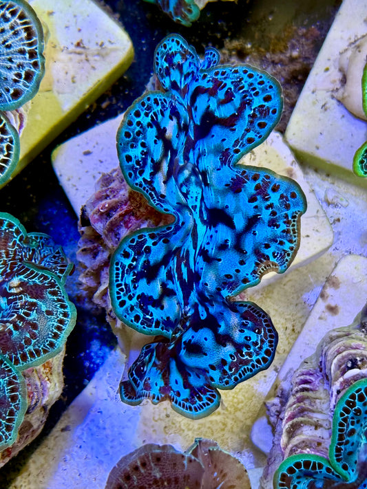 Cultured Maxima Clam 2.5” to 3.5” what is that Clam!