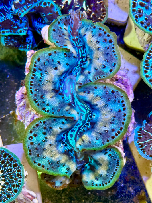 Cultured Maxima Clam 2.5” to 3.5” that moment of perfection Clam