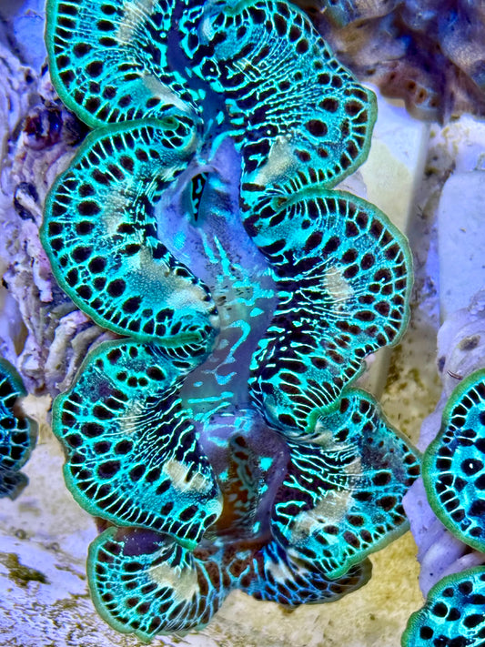 Cultured Maxima Clam 2.5” to 3.5”  OK let's talk Clam