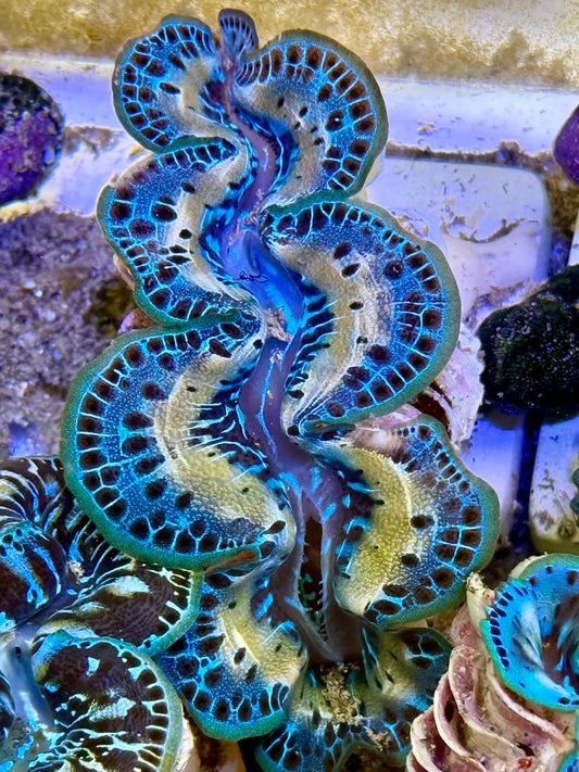 Cultured Maxima Clam 2.5” to 3.5” Home run Clam