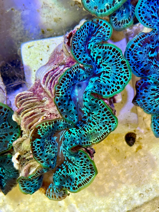 Cultured Maxima Clam 2.5” to 3.5”