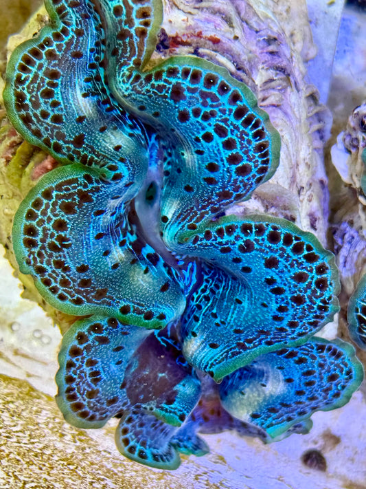 Cultured Maxima Clam 2.5” to 3.5” we need to talk Clam