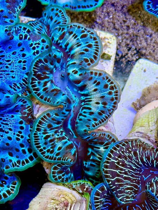 Cultured Maxima Clam 2.5” to 3.5” we were high school sweetheart, Clam