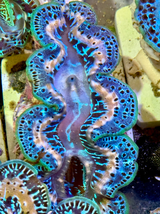 Cultured Maxima Clam 2.5” to 3.5” not too shabby Clam