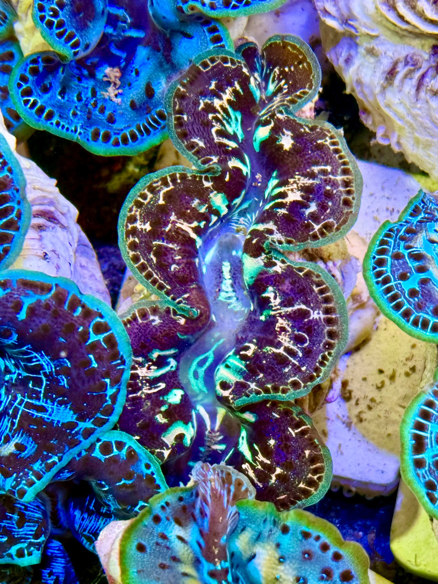 Cultured Maxima Clam 2.5” to 3.5” Black sheep, Clam