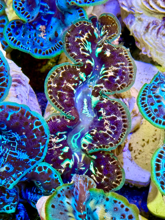Cultured Maxima Clam 2.5” to 3.5” Black sheep, Clam