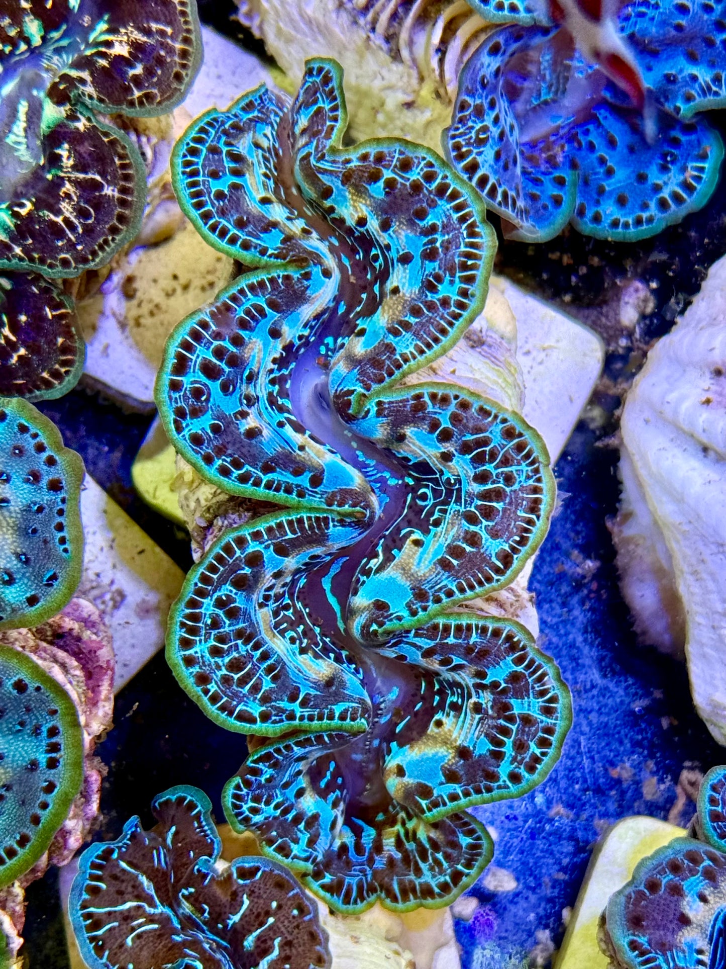 Cultured Maxima Clam 2.5” to 3.5” roses is red violet is blue. I want you, CLAM.