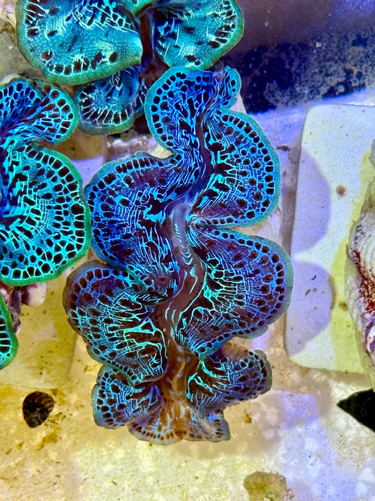 Cultured Maxima Clam 2.5” to 3.5” Blue and black clam