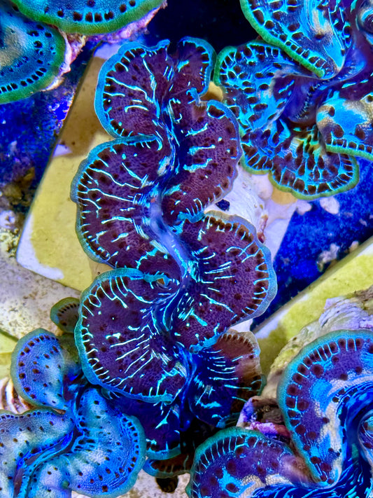 Cultured Maxima Clam 2.5” to 3.5” why not clam