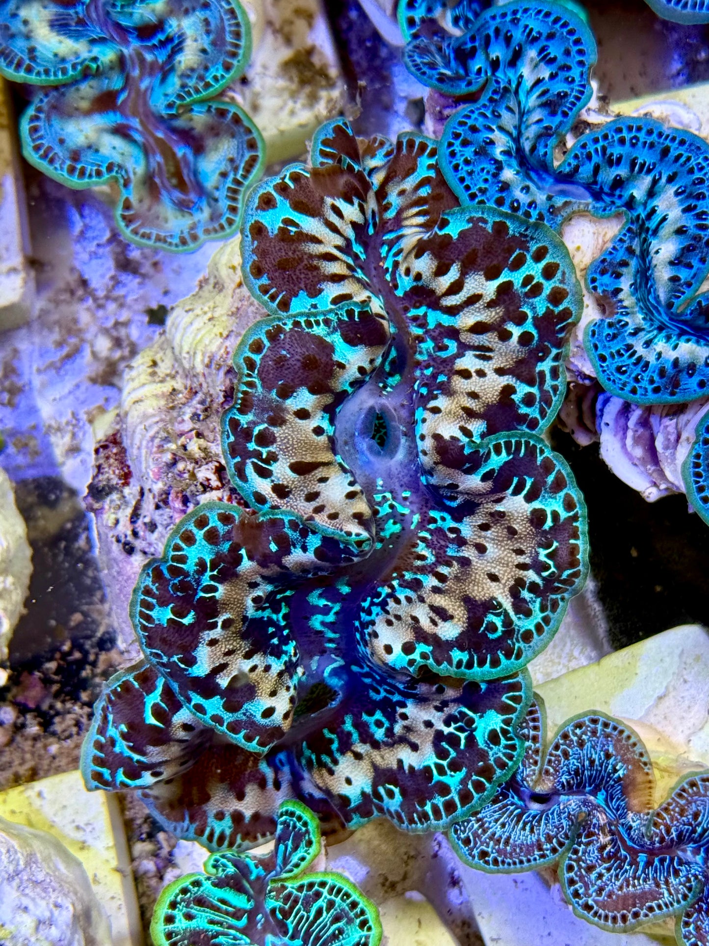 Cultured Maxima Clam 2.5” to 3.5” she is being perfect and gorgeous clam