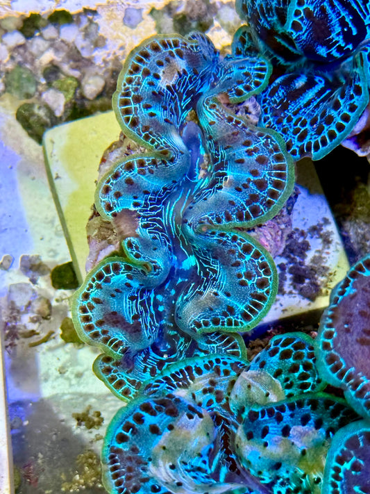 Cultured Maxima Clam 2.5” to 3.5”