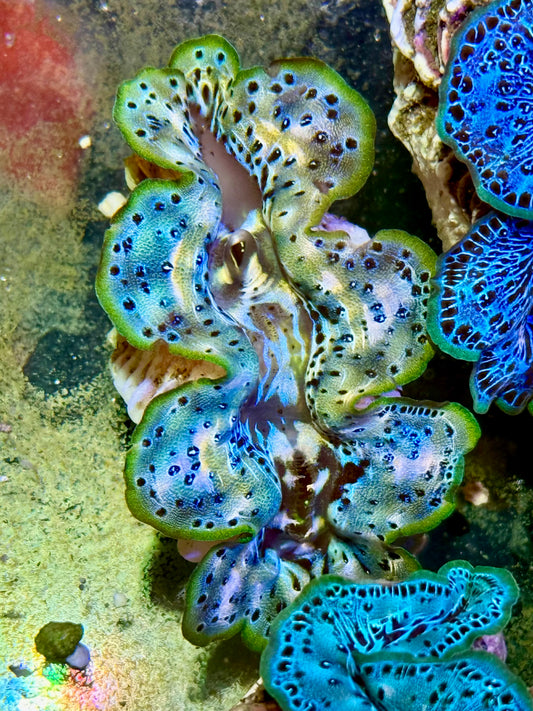 Cultured Maxima Clam 2.5” to 3.5” once in a lifetime Clam