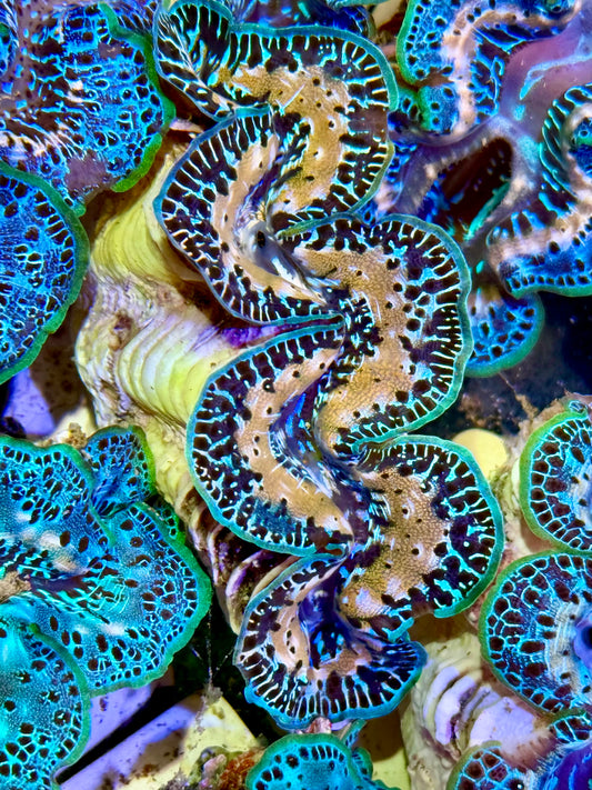 Cultured Maxima Clam 2.5” to 3.5” oh my Lord Clam
