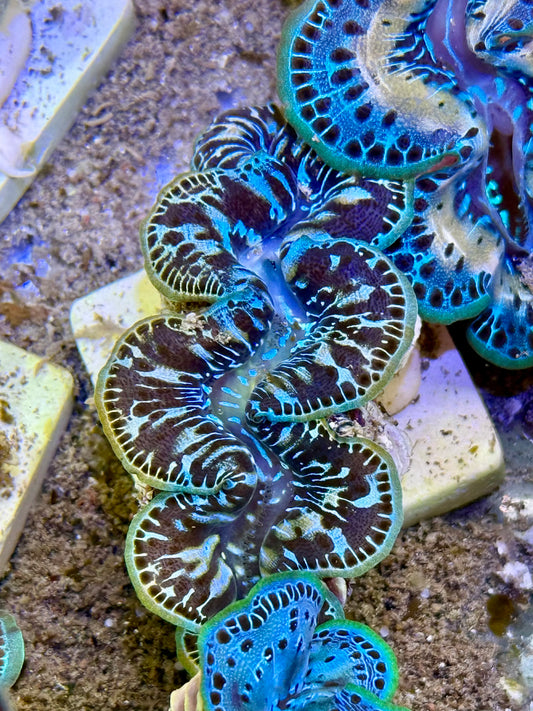 Cultured Maxima Clam 2.5” to 3.5” I like reggae music, clam
