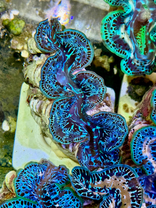 Cultured Maxima Clam 2.5” to 3.5”