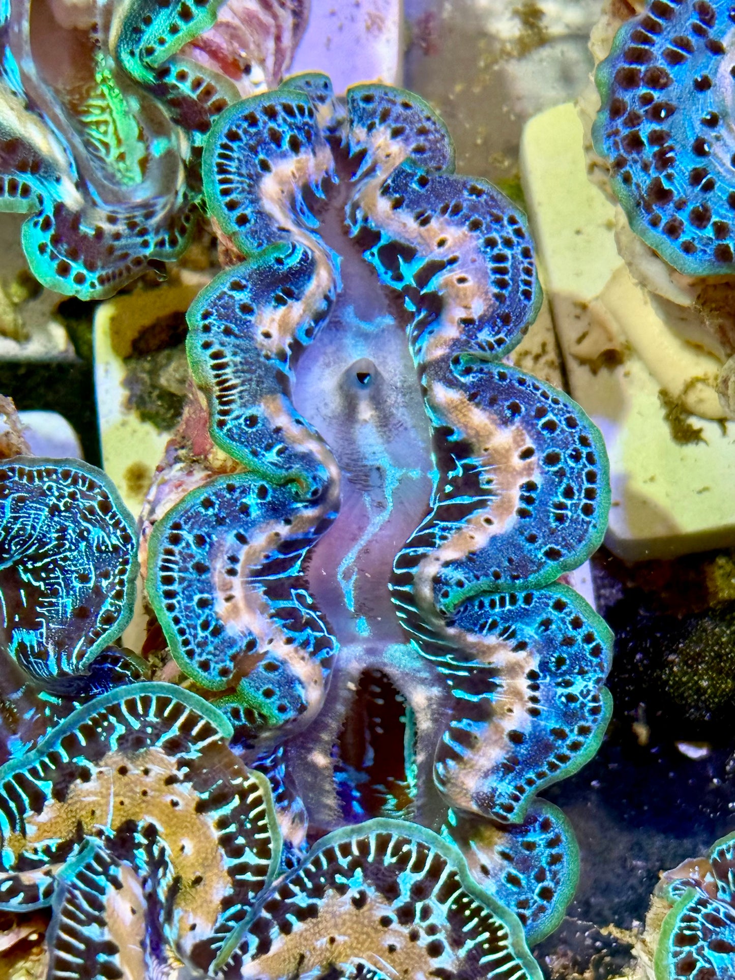 Cultured Maxima Clam 2.5” to 3.5” not too shabby Clam