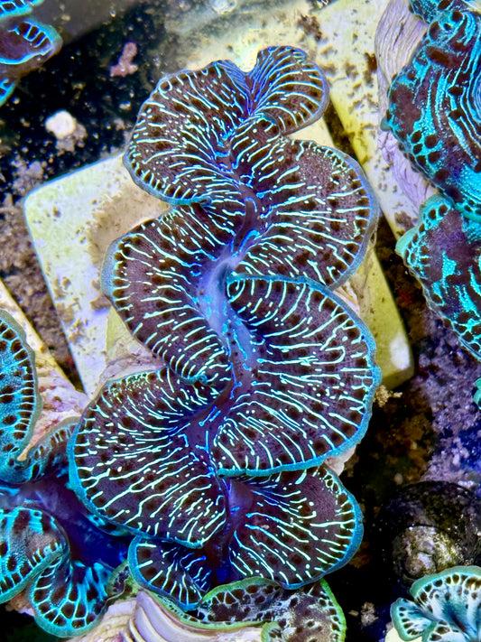 Cultured Maxima Clam 2.5” to 3.5” can we be friends? CLAM