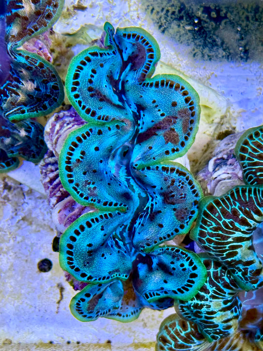 Cultured Maxima Clam 2.5” to 3.5” give it to me clam