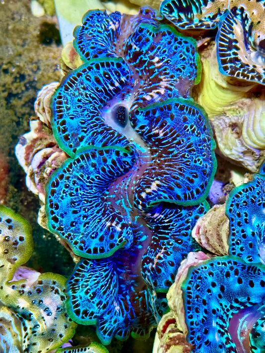 Cultured Maxima Clam 2.5” to 3.5” seriousl now clam