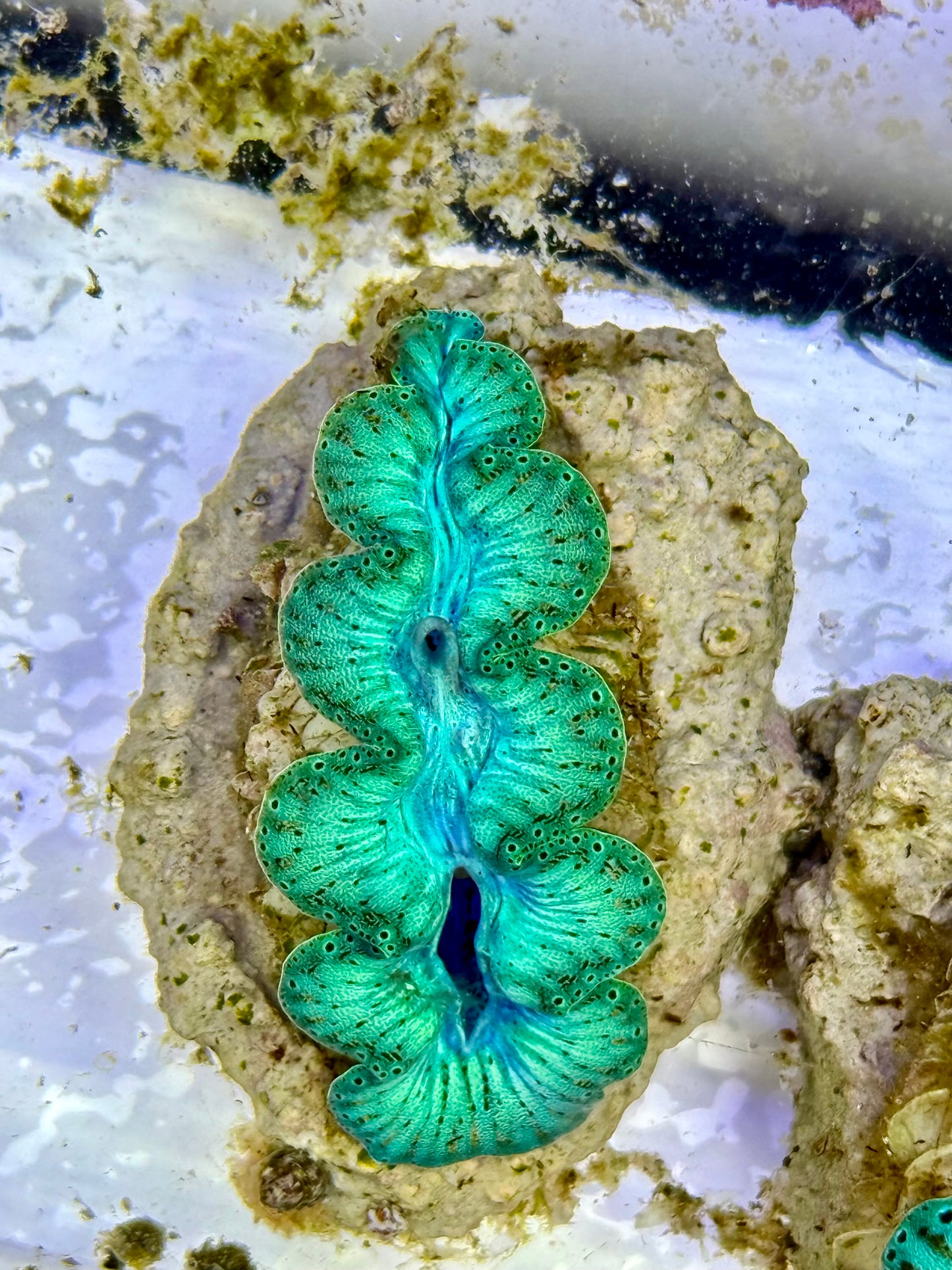 Ultra Captive Bred Noae Clam 2” to 2.5" inches