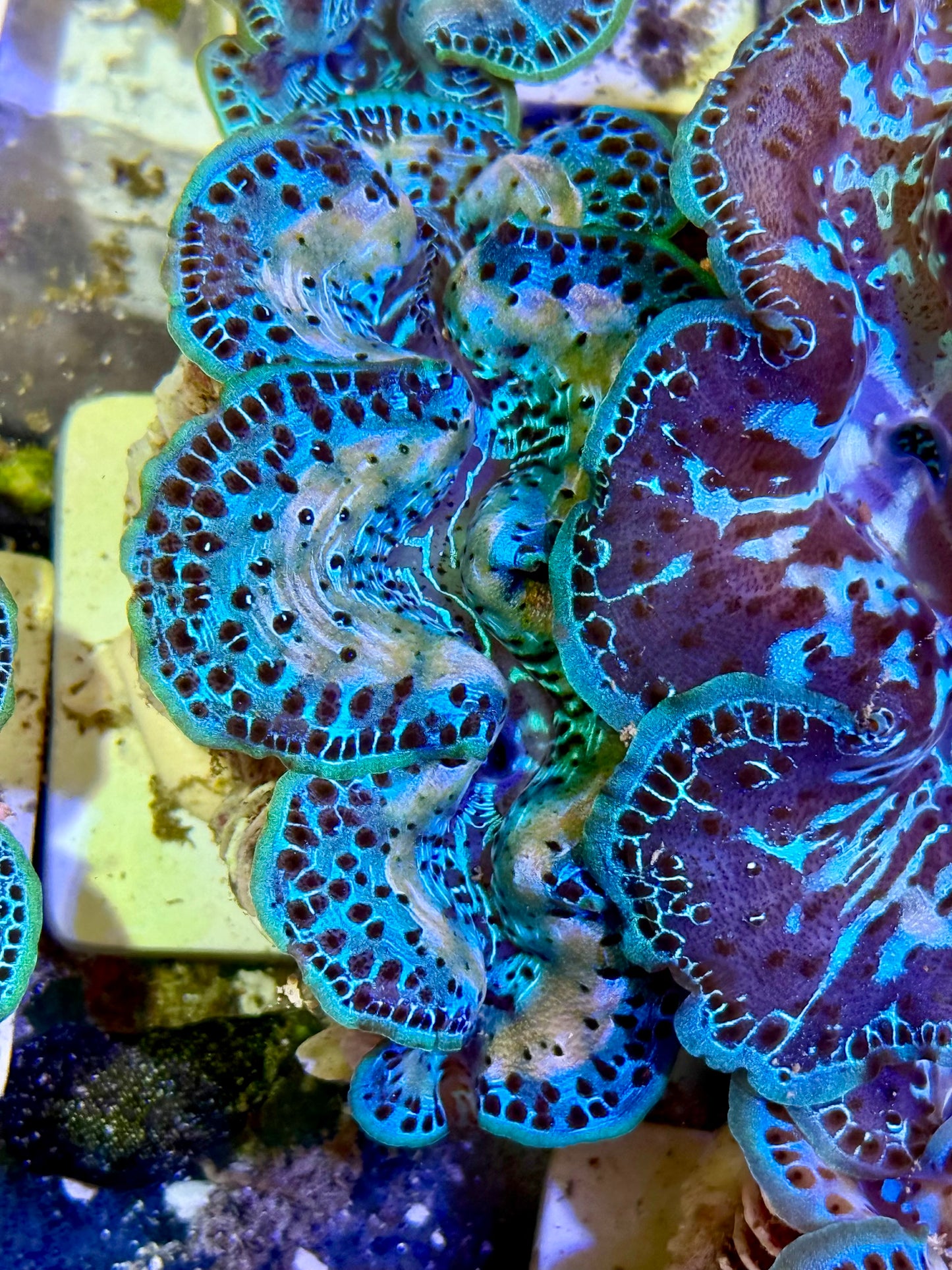 Cultured Maxima Clam 2.5” to 3.5”