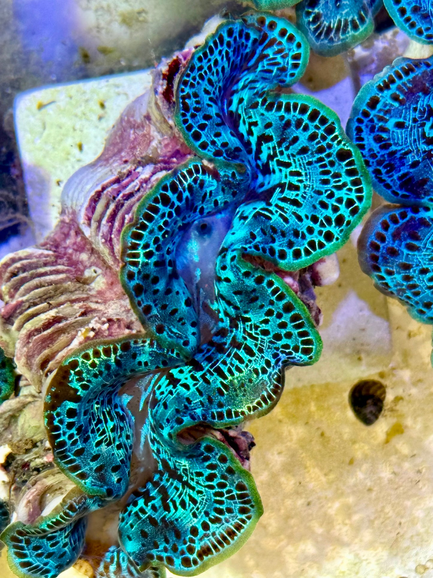 Cultured Maxima Clam 2.5” to 3.5”