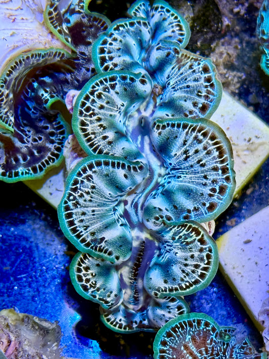 Cultured Maxima Clam 2.5” to 3.5” Will you be mine Clam?