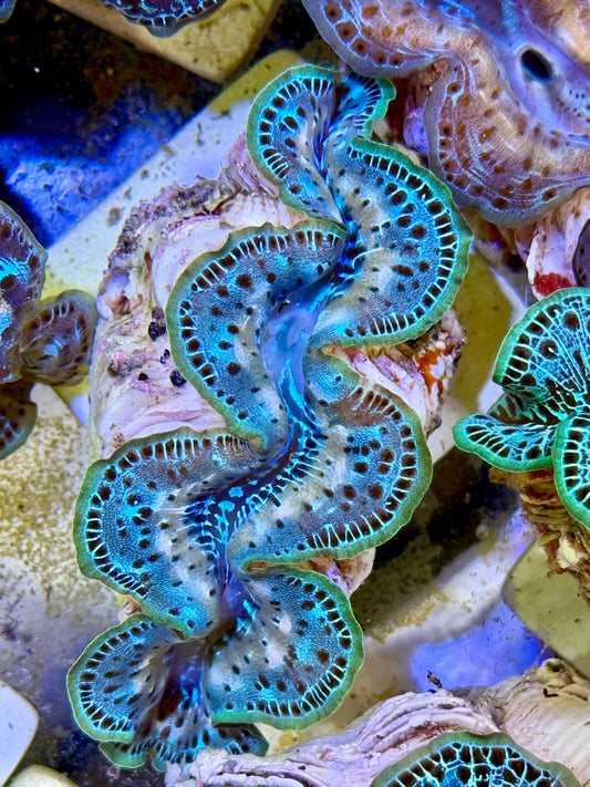 Cultured Maxima Clam 2.5” to 3.5” a ripple in the sky clam