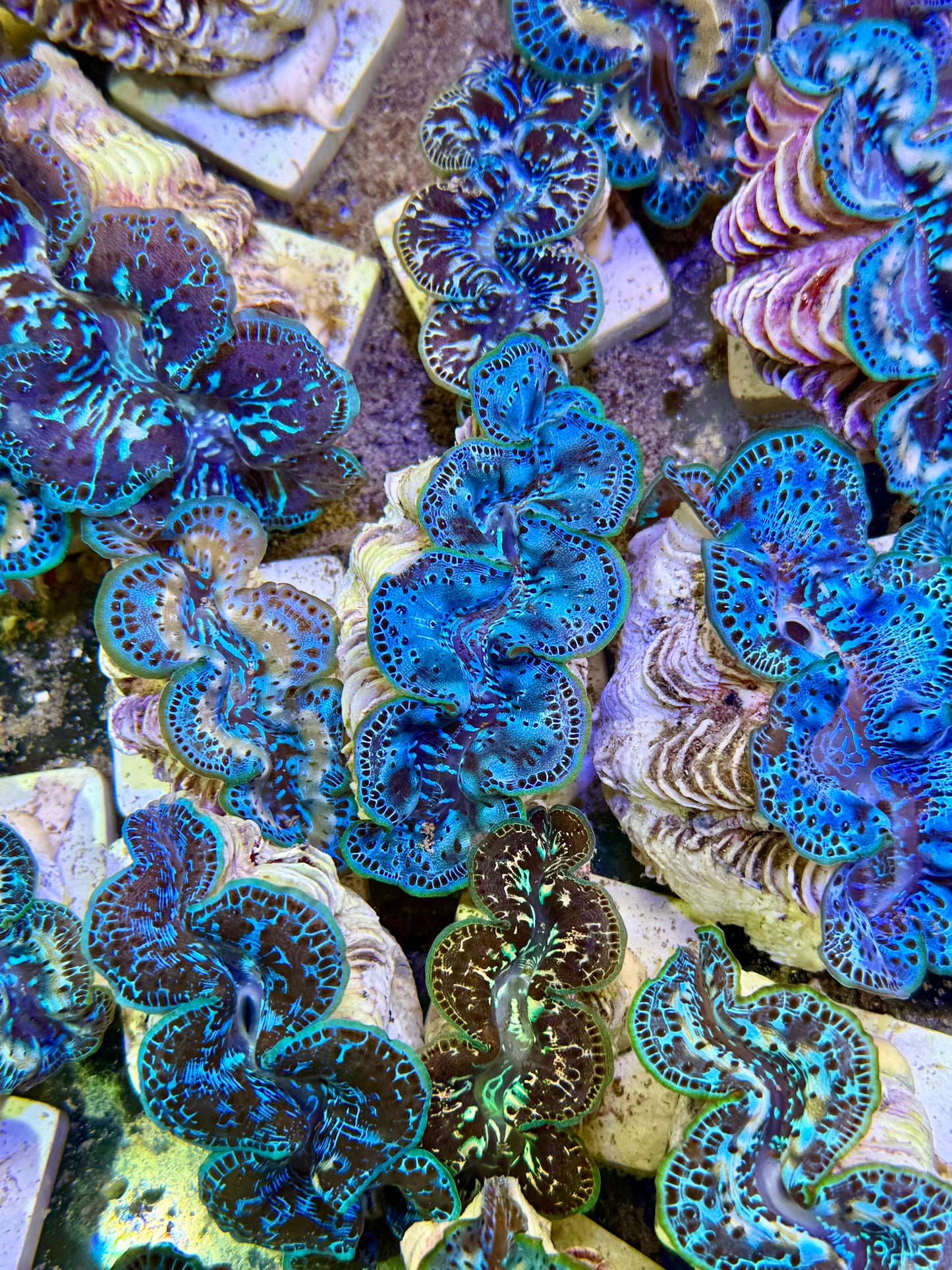 Cultured Maxima Clam 2.5” to 3.5” I'm not sharing Clam